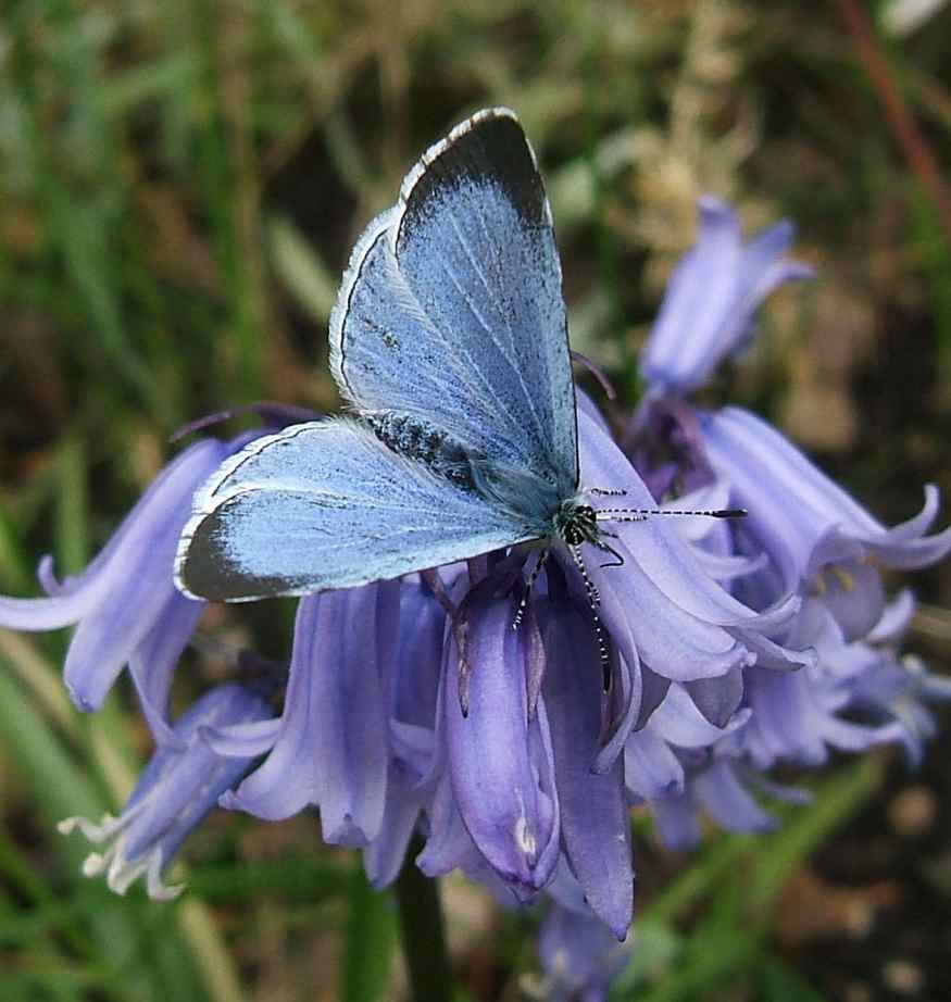 Celastrina argiolus Celastrina argiolus